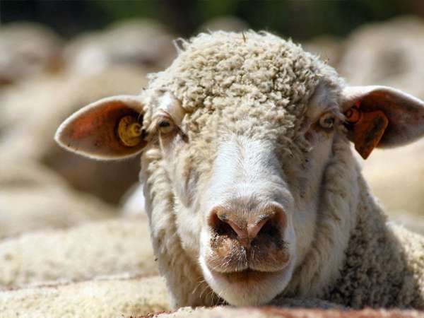 Abattoir Eid